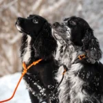 Retriever leash - Image 3