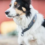 Cruise collar - Image 9
