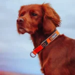 Cruise collar - Image 8