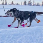 Polar collar - Image 5