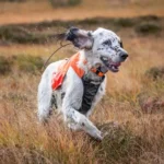 Protector vest - Image 6