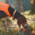Protector collar - Image 5