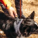 Roam collar - Image 9