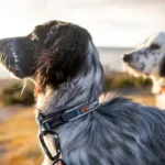 Roam collar - Image 10
