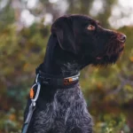 Rock adjustable collar - Image 7