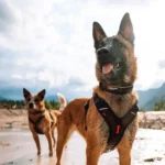 Rock adjustable collar - Image 6