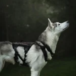Rock harness long - Image 3