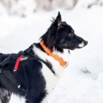Safe collar - Image 5