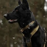 Solid adjustable collar WD - Image 2
