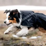 Trekking dog raincoat - Image 3