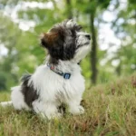 Tuble collar - Image 5